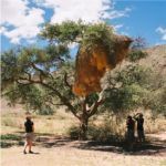 Weaver Nest